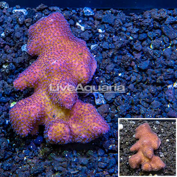 Pink Stylophora Coral Tonga