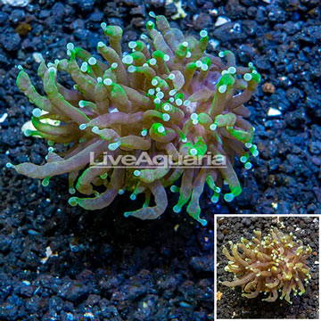 LiveAquaria® Cultured Torch Coral