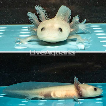 Leucistic Axolotl, GFP 