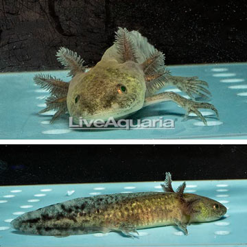 Melanistic Axolotll GFP