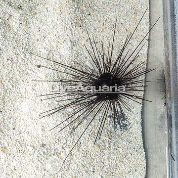 Black Longspine Urchin