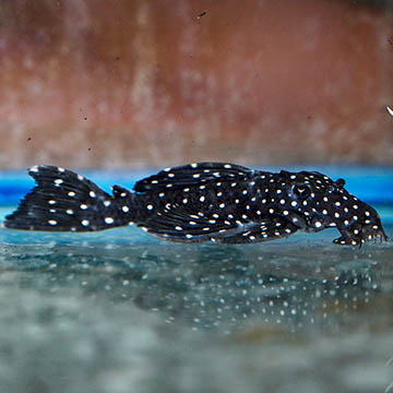 Galaxy (L-240) Plecostomus 2.75