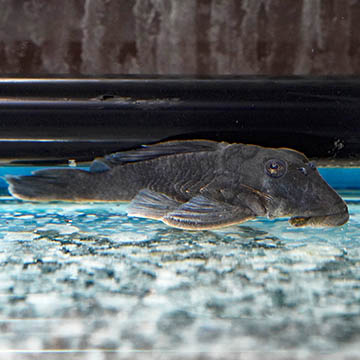 Blue Panaque (L-239) Plecostomus 3.25