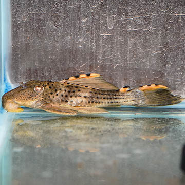 Redfin Blackspot (L-091) Plecostomus 5.25"