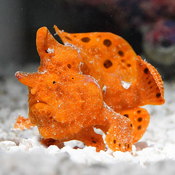 Red Anglerfish, 2.75