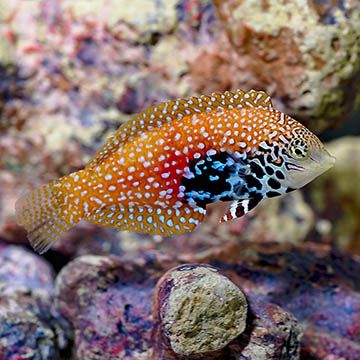Blue Star Leopard Wrasse, 3.5" EXPERT ONLY