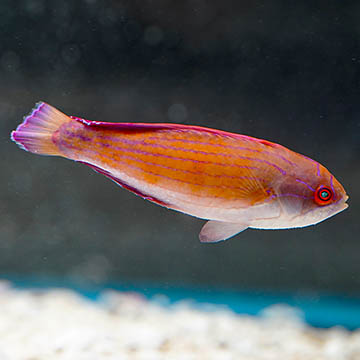 Eight Line Flasher Wrasse, 3" Terminal Phase Male