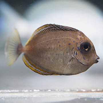 Vlamingii Tang, 2" Juvenile