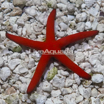 Orange Sea Star