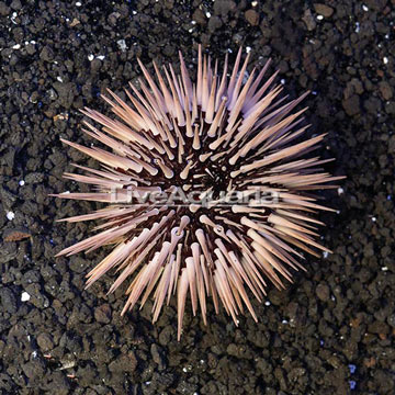 Rock Boring Urchin