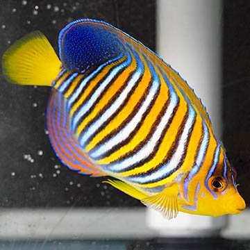 Regal Angelfish, 3.5 EXPERT ONLY