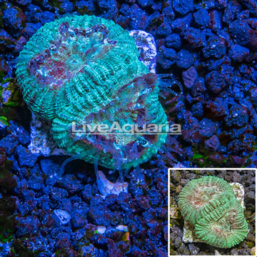 Australia Cultured Goniastrea Brain Coral 
