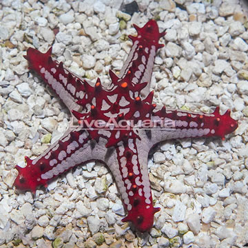 Red Knob Sea Star