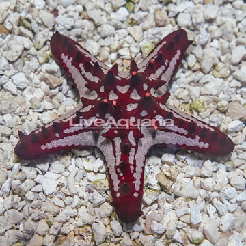 Red Knob Sea Star 