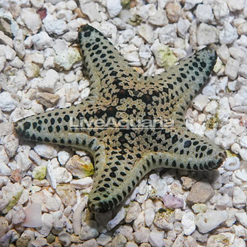 Chocolate Chip Sea Star