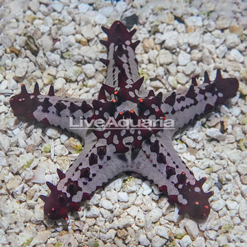 Red Knob Sea Star