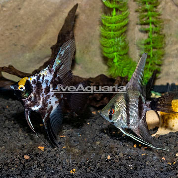 Captive-Bred Bonded Marble Angelfish, Pair