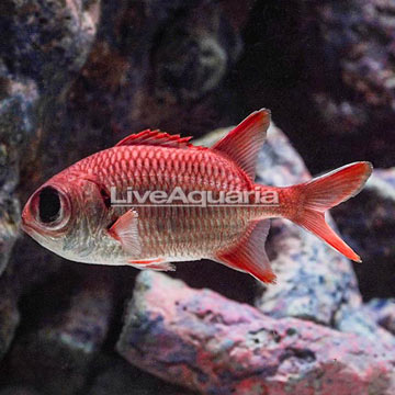 Big Eye Black Bar Soldierfish