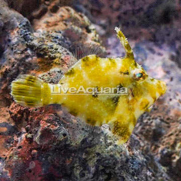 Bristletail Filefish