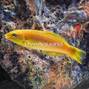 Banana Wrasse