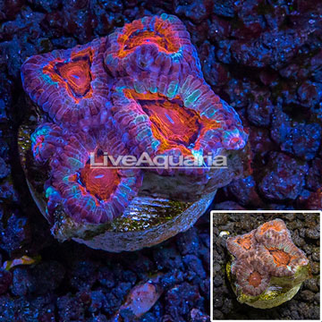 LiveAquaria® Cultured Acan Lord Coral 
