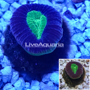 LiveAquaria® Cultured Goniastrea Coral
