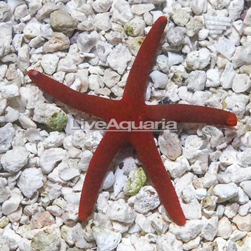 Orange Sea Star