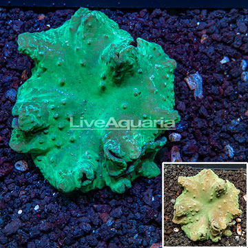 Cabbage Leather Coral Vietnam