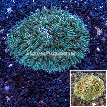 Plate Coral Australia