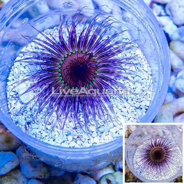 Tube Anemone