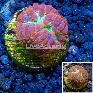 LiveAquaria® Cultured Blastomussa Coral