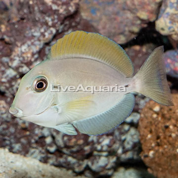 Epaulette Surgeonfish