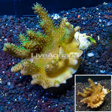 Devil's Hand Leather Coral Indonesia