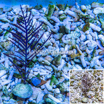 Purple Frilly Gorgonian
