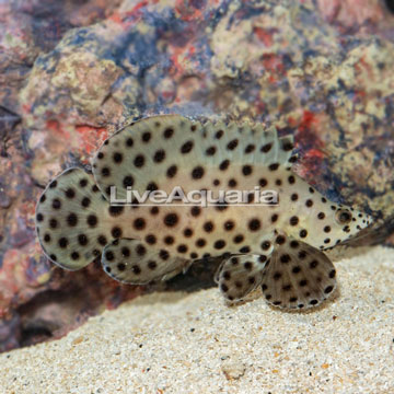 Panther Grouper 