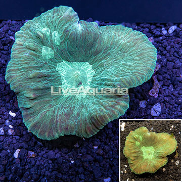 Plating Pectinia Coral Australia