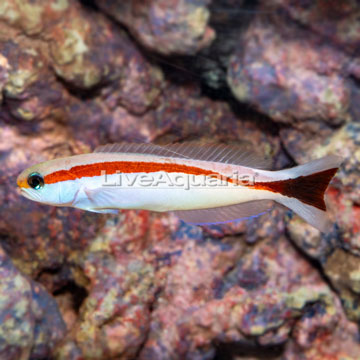 Red Stripe Tilefish