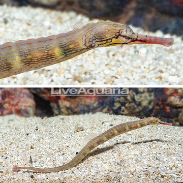 Dragonface Pipefish - EXPERT ONLY
