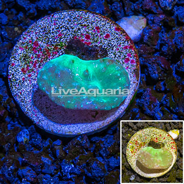 LiveAquaria® cultured Cabbage Leather Coral 