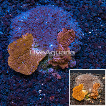 Montipora and Anthelia Combination Coral Indonesia
