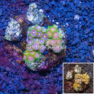 Zoanthus Coral Indonesia