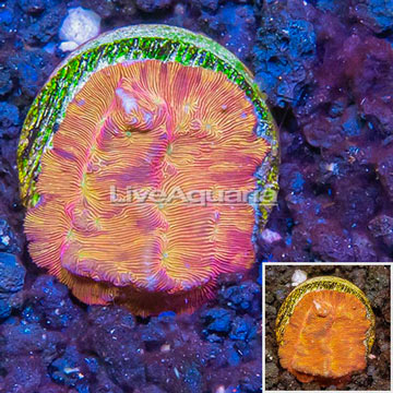 LiveAquaria® Cultured Leptoseris Coral