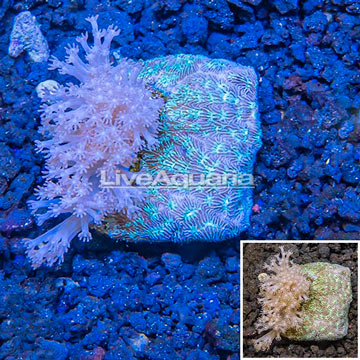LiveAquaria® Cultured Pom Pom Xenia and Leptoseris Coral