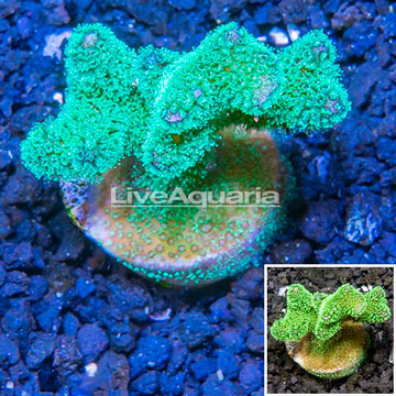 LiveAquaria® Cultured Stylophora Coral