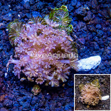 Xenia Coral Indonesia