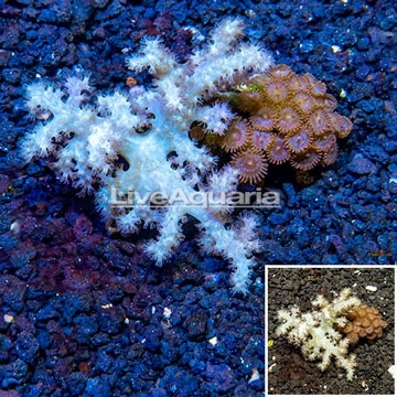 Zoanthus and Sinularia Combo Coral Vietnam