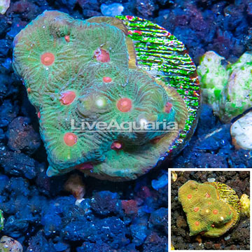 LiveAquaria® Cultured Favia Coral