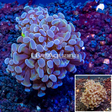 LiveAquaria® Cultured Hammer Coral