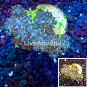 LiveAquaria® Cultured Pineapple Tree Coral