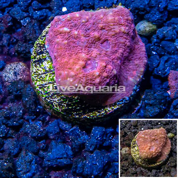 LiveAquaria® Cultured Ultra Chalice Coral